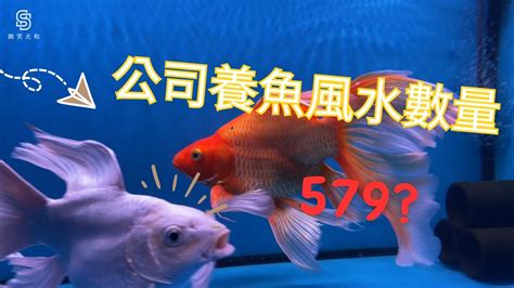 養魚數量吉數|【魚要養幾隻】養魚招財，數量要養幾隻最旺？風水專。